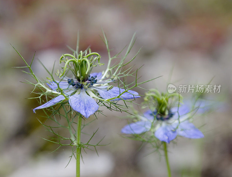 黑种草(Nigella damascena)